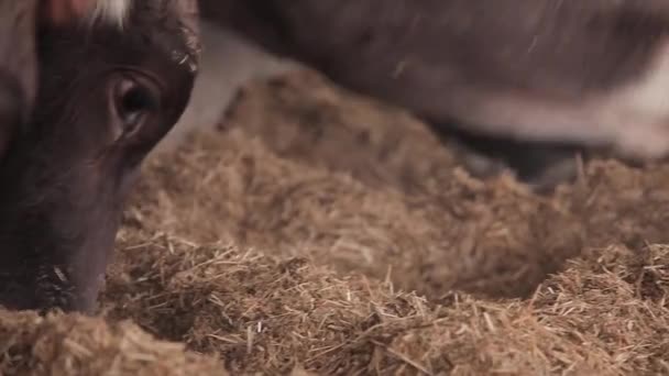 Ahırda Bir Sürü Inek Var Bir Sürü Brunschwitz Ineği Ahırda — Stok video