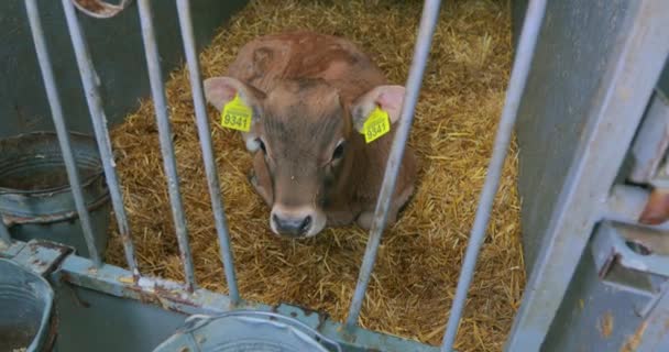 酪農場でかわいい子牛 小さな牛が屋台に立っている 子牛の飼育 — ストック動画