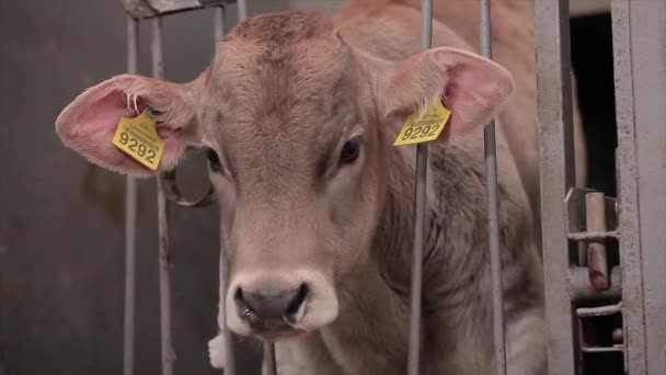 Słodka Mała Krowa Bliska Krowie Cielę Braunschwitz Dziecko Krowa Zbliżenie — Wideo stockowe