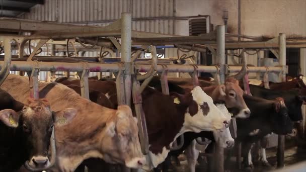 谷仓里有很多奶牛在牛棚里有很多不伦瑞克牛奶牛在谷仓里吃干草 带有Braunschwitz奶牛的大型现代牛棚 — 图库视频影像