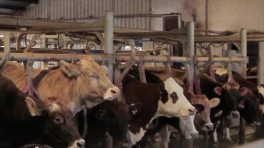Otomatik inek sağma. Süt çiftliğinde inek sağma işlemi. Çiftlikte otomatik inek sağma.