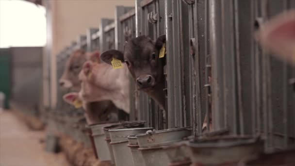 Młode Krowy Farmie Krów Cielęta Farmie Słodkie Cielęta Krowy Gospodarstwie — Wideo stockowe