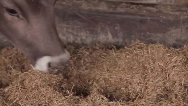 Cow Eats Hay Close Head Head Cow Cow Chewing Hay — Vídeo de Stock