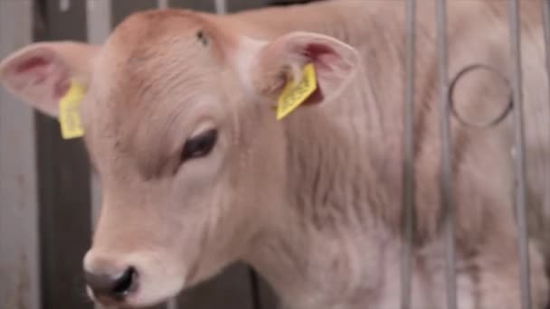 Vacas Jóvenes Una Granja Vacas Terneros Granja Lindos Terneros Vaca — Vídeos de Stock
