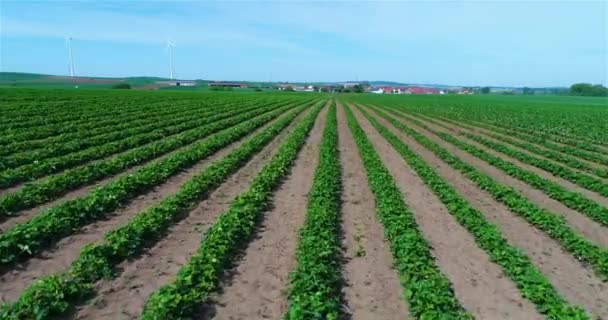 Plantação Morangos Cultivo Industrial Morangos Campo Onde Morangos São Cultivados — Vídeo de Stock