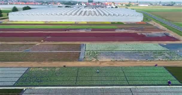 大きな温室の上を飛行します 温室で野菜を栽培する 大きな近代的な温室 温室の空中風景 — ストック動画