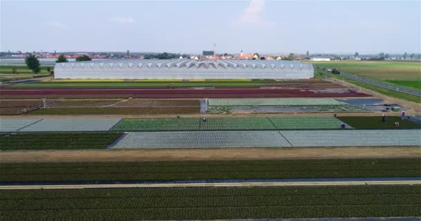 在农场种花 种植花卉的农业综合体 花卉农场 — 图库视频影像