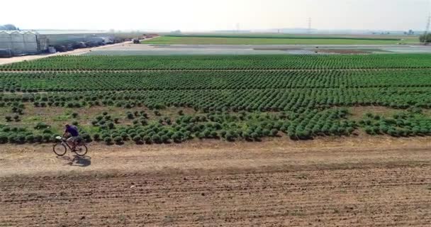Çiçek Çiftliğindeki Işçiler Nsanlar Büyük Bir Çiçek Çiftliği Drone Görüntüsü — Stok video