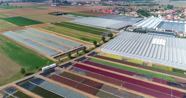 Großer Gewächshauskomplex Flug Über Moderne Gewächshäuser Agrarkomplex Wachsende Pflanzen Luftaufnahme — Stockvideo