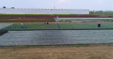 Çiçek çiftliğindeki işçiler. İnsanlar büyük bir çiçek çiftliği drone görüntüsü üzerinde çalışıyor. Çiftlikte çiçek yetiştiriyor. Çiçek yetiştirmek için tarım kompleksi. çiçek çiftliği.
