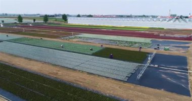 Çiçek çiftliğindeki işçiler. İnsanlar büyük bir çiçek çiftliği drone görüntüsü üzerinde çalışıyor. Çiftlikte çiçek yetiştiriyor. Çiçek yetiştirmek için tarım kompleksi. çiçek çiftliği.