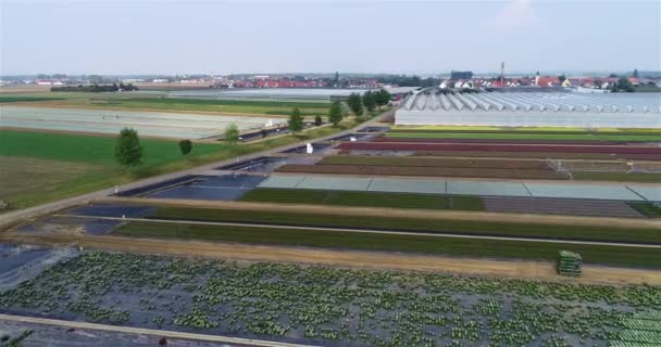 Arbeiter Auf Einer Blumenfarm Menschen Arbeiten Auf Einer Großen Blumenfarm — Stockvideo
