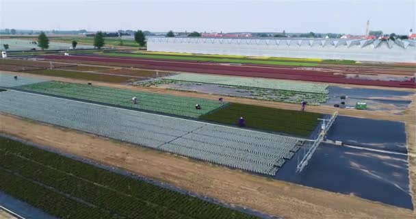 Arbeiter Auf Einer Blumenfarm Menschen Arbeiten Auf Einer Großen Blumenfarm — Stockvideo