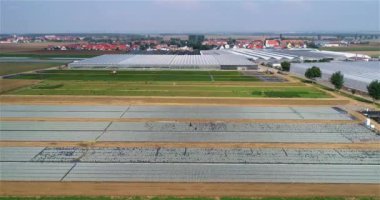 Büyük bir sera kompleksi. Modern seralar üzerinde uçuş. Tarım kompleksi. Büyüyen bitkiler, hava manzarası.