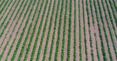 Çilek yetiştirme çiftliği. Çilek endüstriyel yetiştirme. Çileklerin gökyüzünden göründüğü bir tarla..