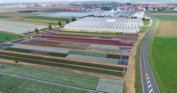 Nagy Üvegház Komplexum Repülés Modern Üvegházak Felett Mezőgazdasági Komplexum Növénytermesztés — Stock videók