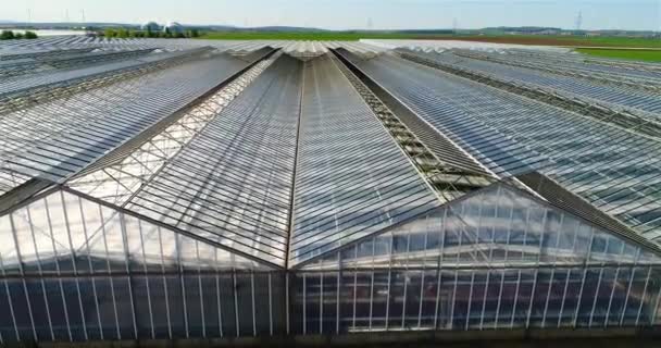 Büyük Bir Seranın Üzerinden Uçmak Seralarda Sebze Yetiştiriyor Büyük Modern — Stok video