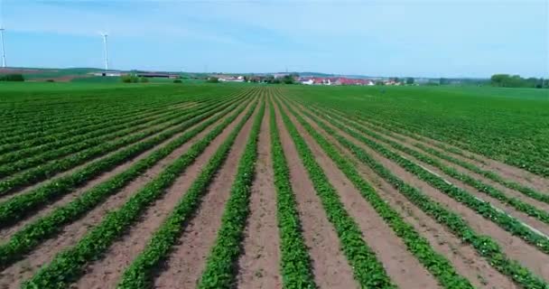 Çilek Yetiştirme Çiftliği Çilek Endüstriyel Yetiştirme Çileklerin Gökyüzünden Göründüğü Bir — Stok video