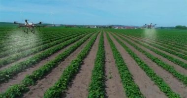 Tarımdaki dronları tarlaları ilaçlamak için kullanıyorlar. Tarım İHA 'ları. Tarım İHA' ları. Ekin ilaçlama dronları. Tarımsal tarlalar serpiliyor.