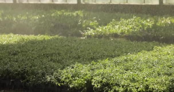 Automatiska Vattningsanläggningar Växthuset Automatiskt Bevattningssystem För Växter Processen För Automatisk — Stockvideo