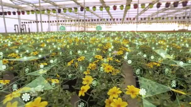 農業ビジネスの概念 温室の可視化 フラワー温室内の人工知能 現代的な温室の概念 — ストック動画