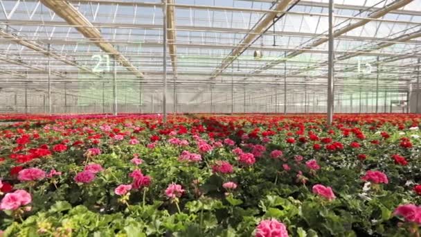 Smart Greenhouse Control Parameters Greenhouse Smart Greenhouse Concept Flowers — Video Stock
