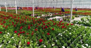 Large commercial greenhouse for growing flowers and ornamental plants. Lots of beautiful colored flowers in pots.