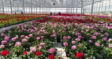 Large commercial greenhouse for growing flowers and ornamental plants. Lots of beautiful colored flowers in pots.