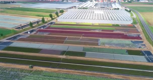 大型温室气体综合体 飞越现代的温室 农业综合体 种植植物 — 图库视频影像