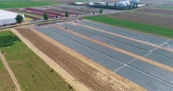Çiçek Çiftliğindeki Işçiler Nsanlar Büyük Bir Çiçek Çiftliği Drone Görüntüsü — Stok video