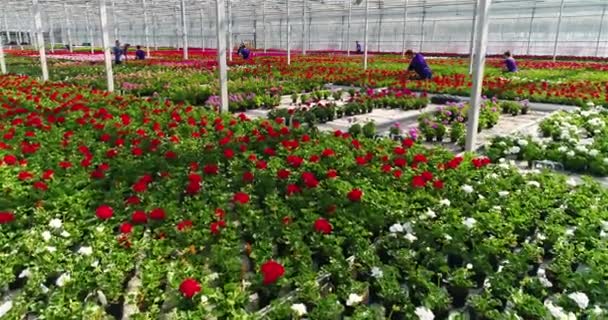 Large Commercial Greenhouse Growing Flowers Ornamental Plants Lots Beautiful Colored — Video