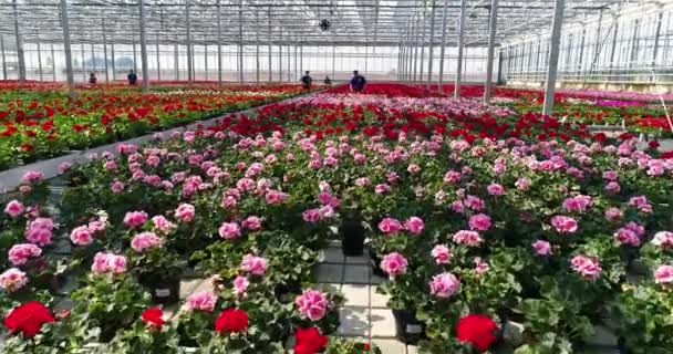Large Commercial Greenhouse Growing Flowers Ornamental Plants Lots Beautiful Colored — стокове відео
