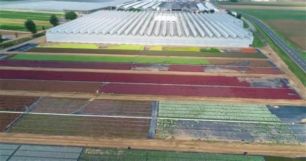 Vuelo Sobre Gran Invernadero Cultivar Verduras Invernaderos Gran Invernadero Moderno — Vídeos de Stock