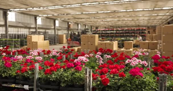 一个花卉种植园的仓库 包装和送花给顾客 — 图库视频影像