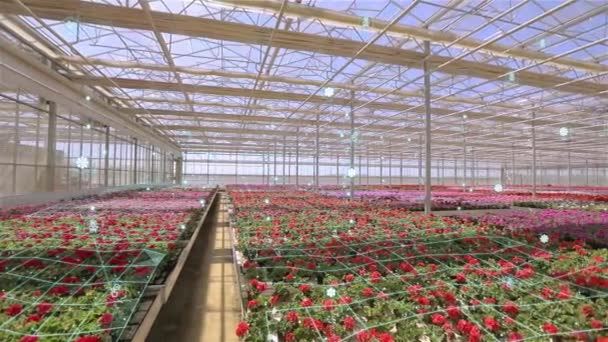 Smart Greenhouse Control Parameters Greenhouse Smart Greenhouse Concept Flowers — Wideo stockowe