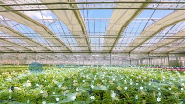 Agribusiness的概念 温室可视化 花卉温室的人工智能 现代温室气体的概念 — 图库视频影像