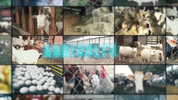 Inscripción Agrícola Infografías Agrícolas Collage Vídeo Agrícola — Vídeo de stock