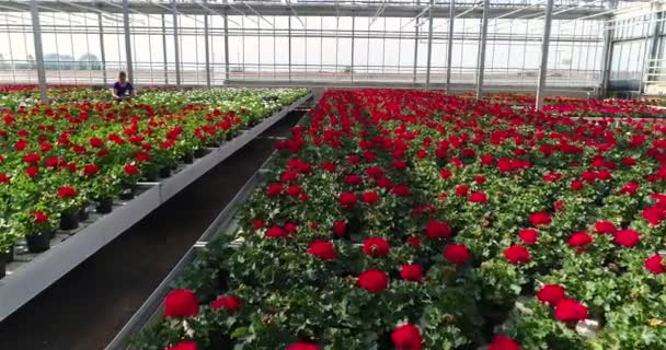 Large Commercial Greenhouse Growing Flowers Ornamental Plants Lots Beautiful Colored — Stok Video