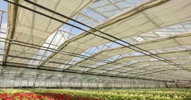 大きな花の温室の外観 太陽放射から保護するために自動シャッター付きの近代的な温室 ペチュニアスと温室外観 — ストック動画