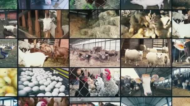 Mezőgazdasági Vállalatok Felirata Mezőgazdasági Cégek Infografikája Mezőgazdasági Vállalatok Multiscreen — Stock videók