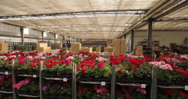 Çiçek tarlasında bir depo. Müşterilere çiçek paketlemek ve göndermek.