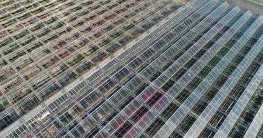 Seralarda çiçek yetiştirmek. Çiçekli büyük, modern bir sera. Büyük bir seranın üzerinden uçmak. seralar hava görüntüsü.