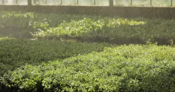 Automatische Bewässerungsanlagen Gewächshaus Automatisches Bewässerungssystem Für Pflanzen Der Prozess Der — Stockvideo
