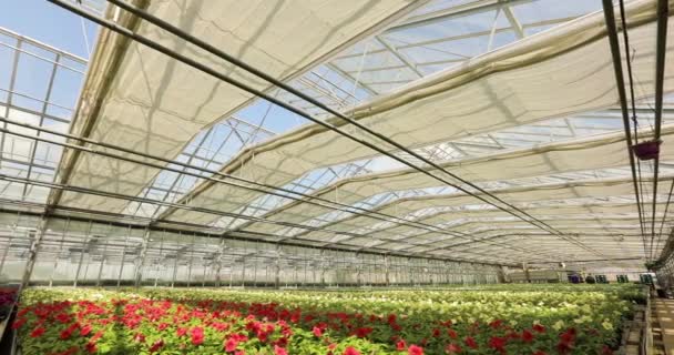 在一个大花房的外面 现代温室采用自动百叶窗 以抵御太阳辐射 带有花瓣的温室外部 — 图库视频影像