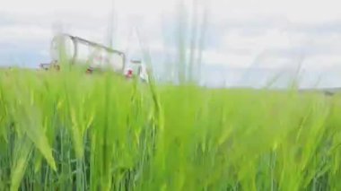 Çevre dostu ulaşım görüntüsü için çerçeve. Yeşil buğday tarlasının yanında bir tank kamyonu sürüyor. Yeşil buğday, arkada sıvı kargo kamyonu..