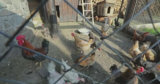 Hühner Einem Hühnerstall Hühner Käfig Kleiner Hühnerstall — Stockvideo
