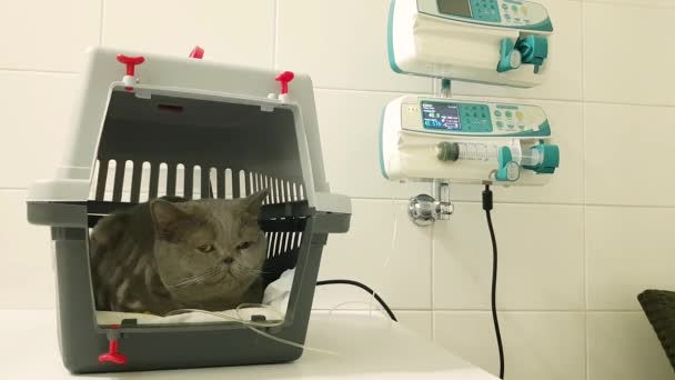 Больной Кот Капельнице Внутривенно Ветеринарной Клинике Терапия Жидкостью Кошки Кот — стоковое видео