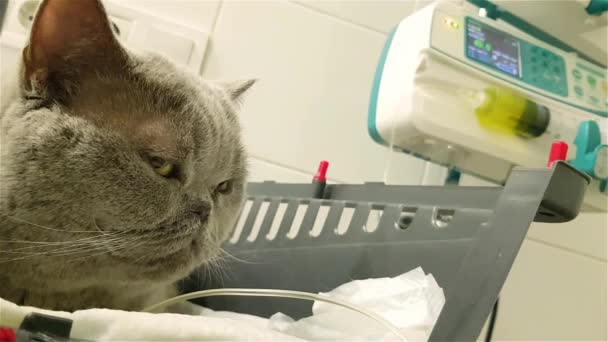 Veteriner Kliniğinde Serum Takmış Hasta Bir Kedi Kedi Serum Sıvısı — Stok video