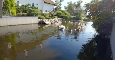Ördek sürüsü gölette yüzüyor. Greylag kaz