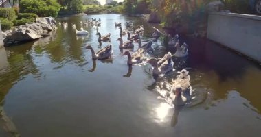 Ördek sürüsü gölette yüzüyor. Greylag kaz